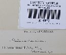 Mutinus caninus image