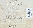 Bondarzewia berkeleyi image