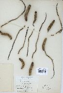 Cordyceps robertsii image