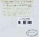 Pucciniastrum epilobii image