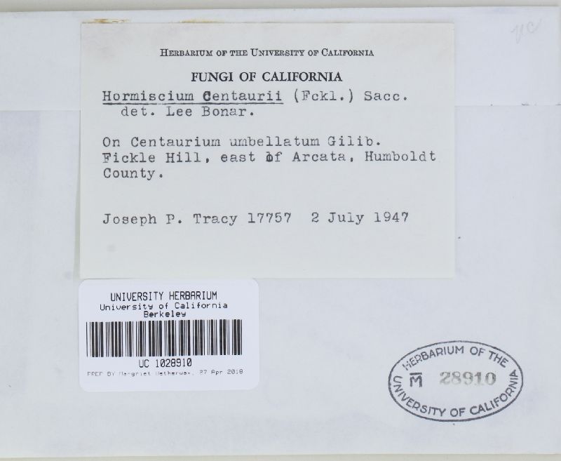 Taeniolina centaurii image