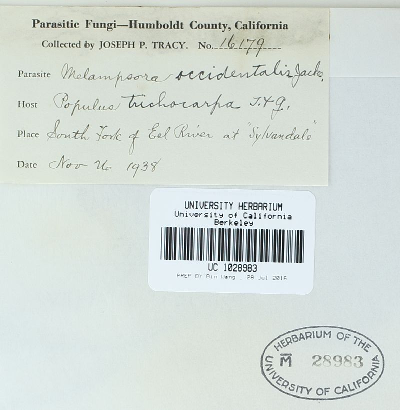 Melampsora occidentalis image