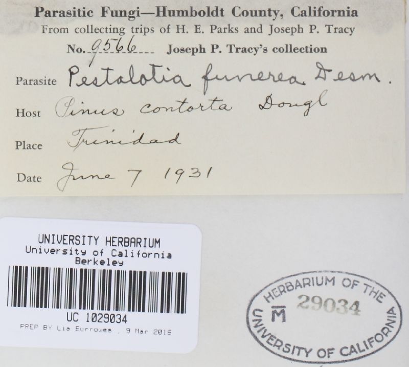 Pestalotiopsis funerea image