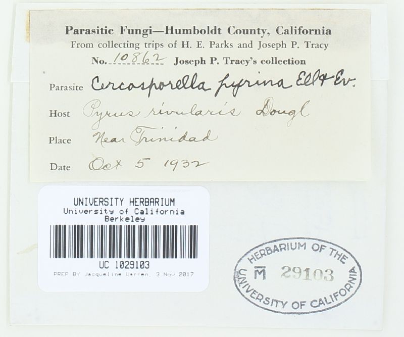 Cercosporella pyrina image
