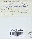 Erysiphe pisi var. pisi image