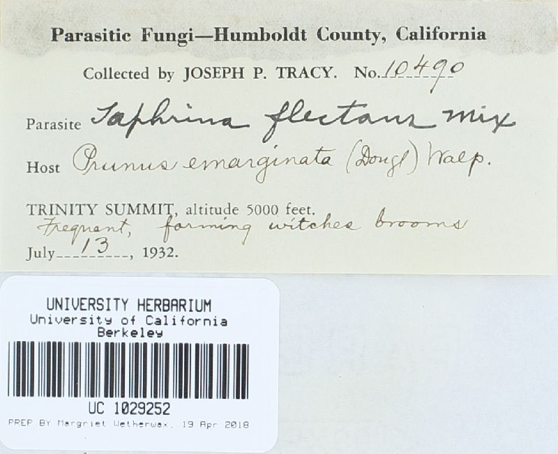 Taphrina flectens image