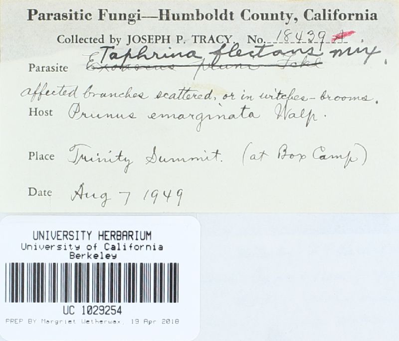 Taphrina flectens image