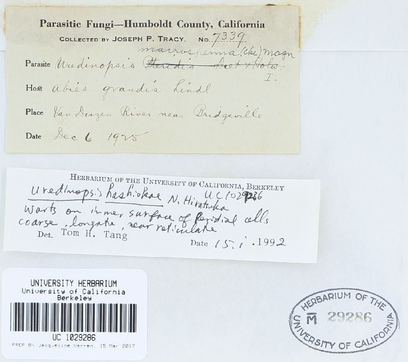 Uredinopsis hashiokae image