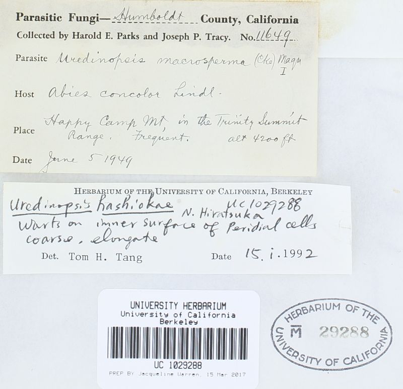 Uredinopsis hashiokae image