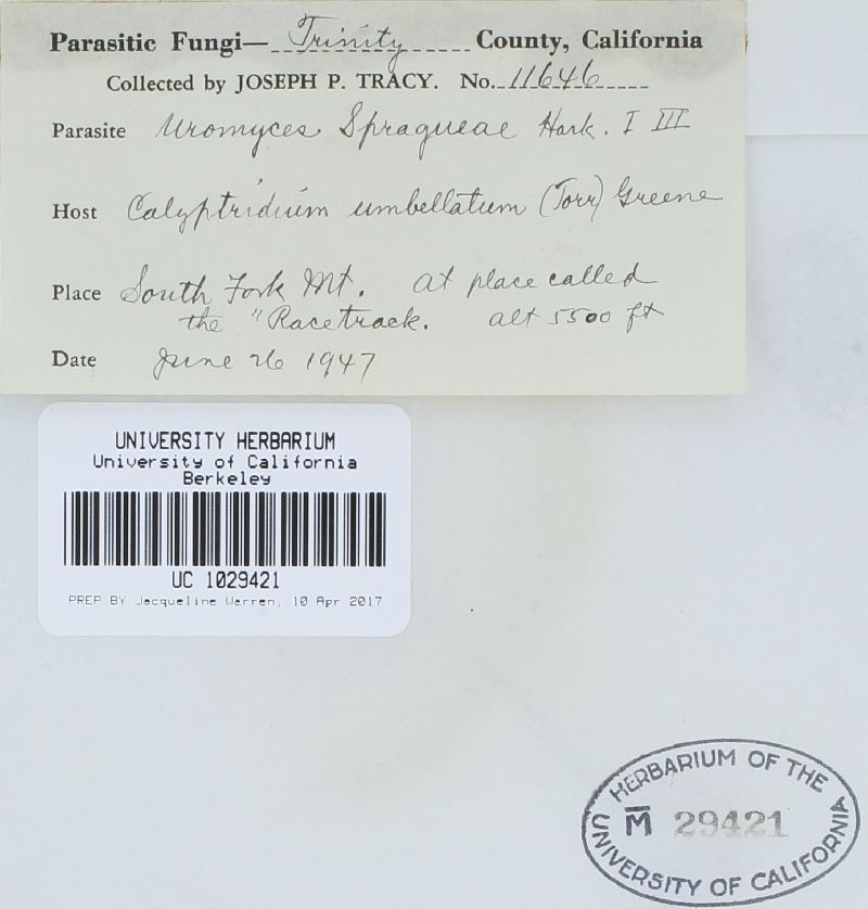 Uromyces unitus subsp. spragueae image