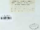 Ustilago bullata image