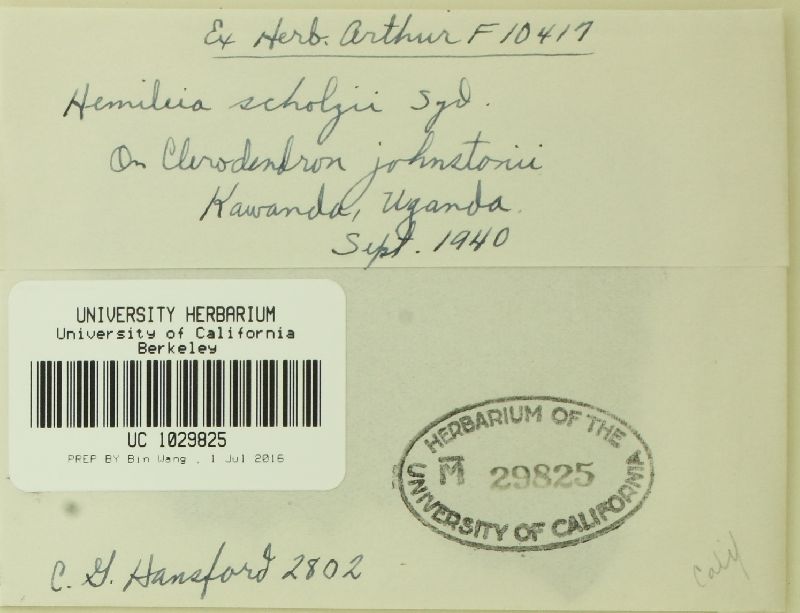 Hemileia image