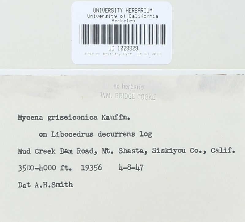 Mycena griseiconica image