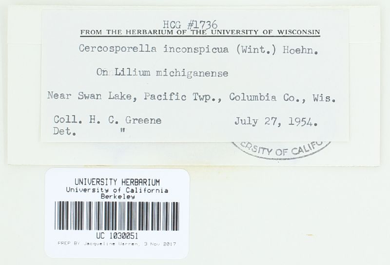 Cercosporella inconspicua image