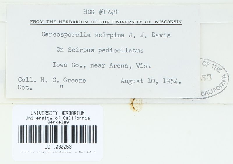 Cercosporella image