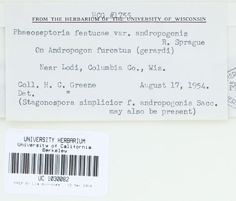 Phaeoseptoria festucae image