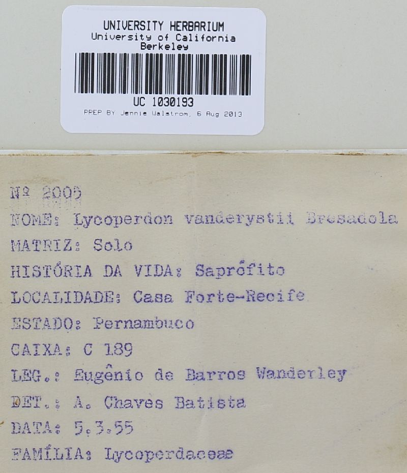 Lycoperdon vanderystii image