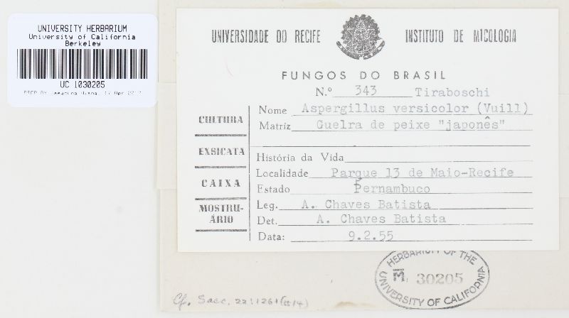 Aspergillus versicolor image