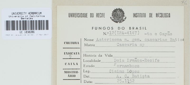 Asterinema caseariae image