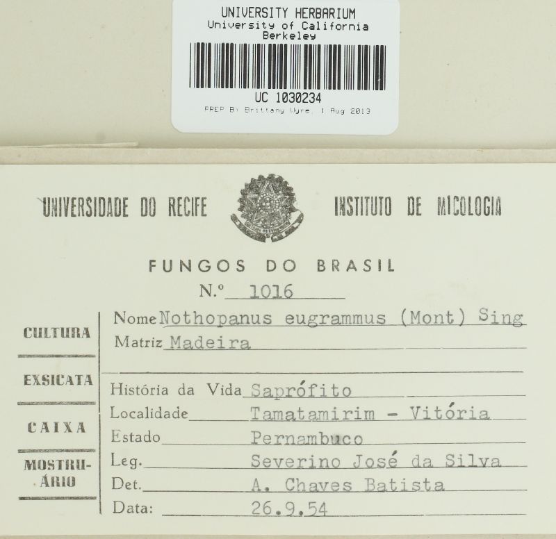 Nothopanus image