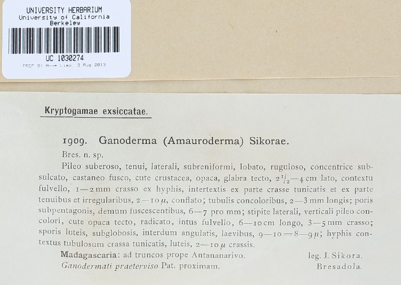 Amauroderma preussii image