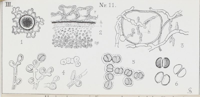 Mycosyringaceae image