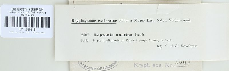Entoloma anatinum image