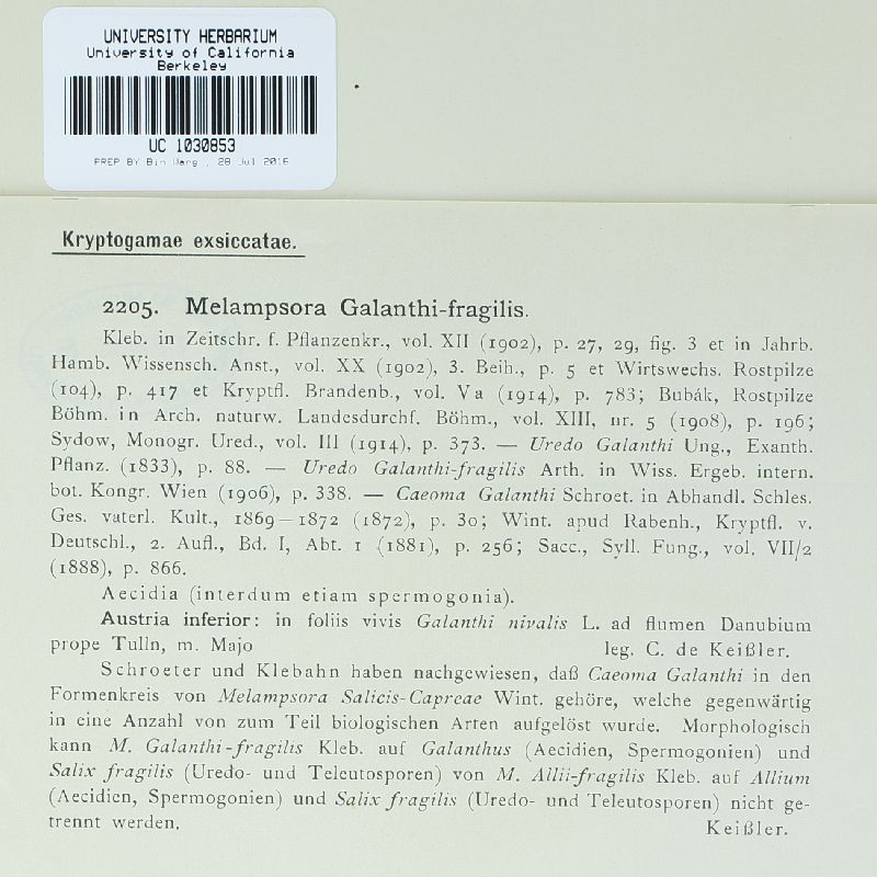 Melampsora galanthi-fragilis image