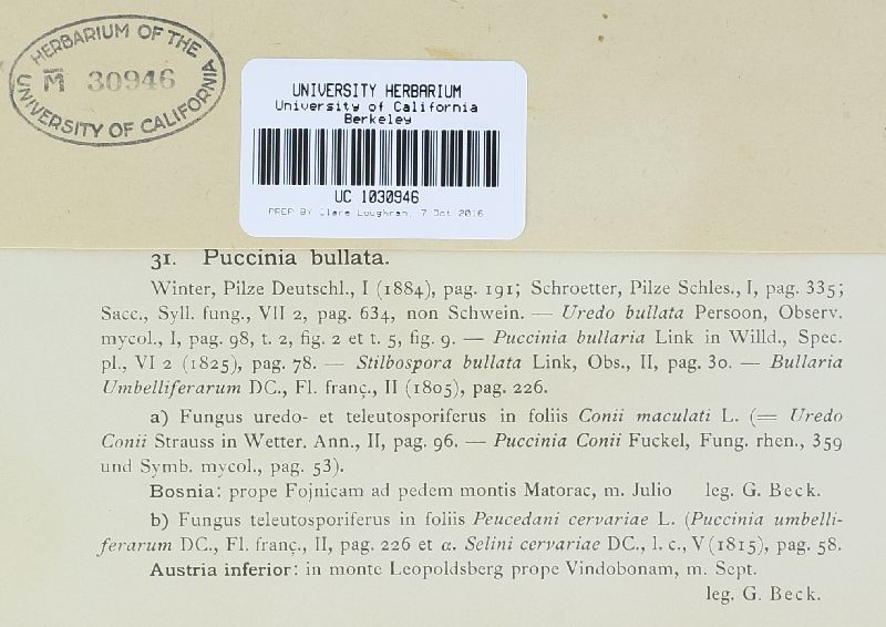 Puccinia angelicae image