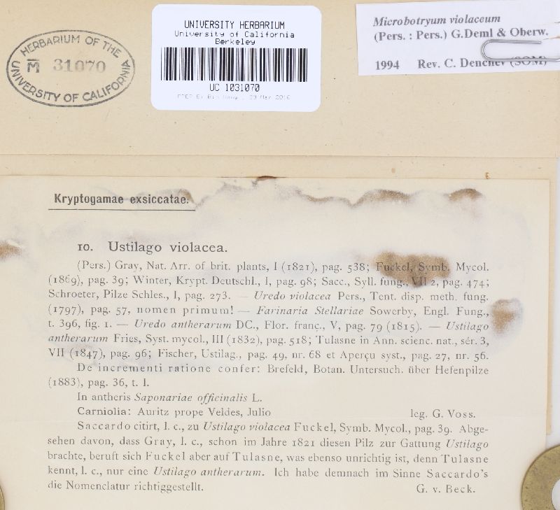 Microbotryum violaceum image
