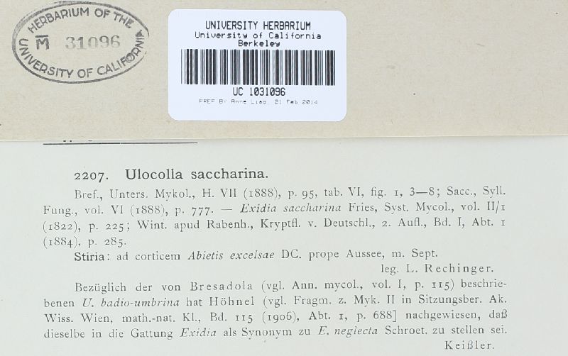 Exidia saccharina image