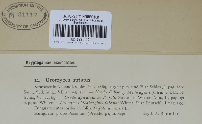 Uromyces striatus image