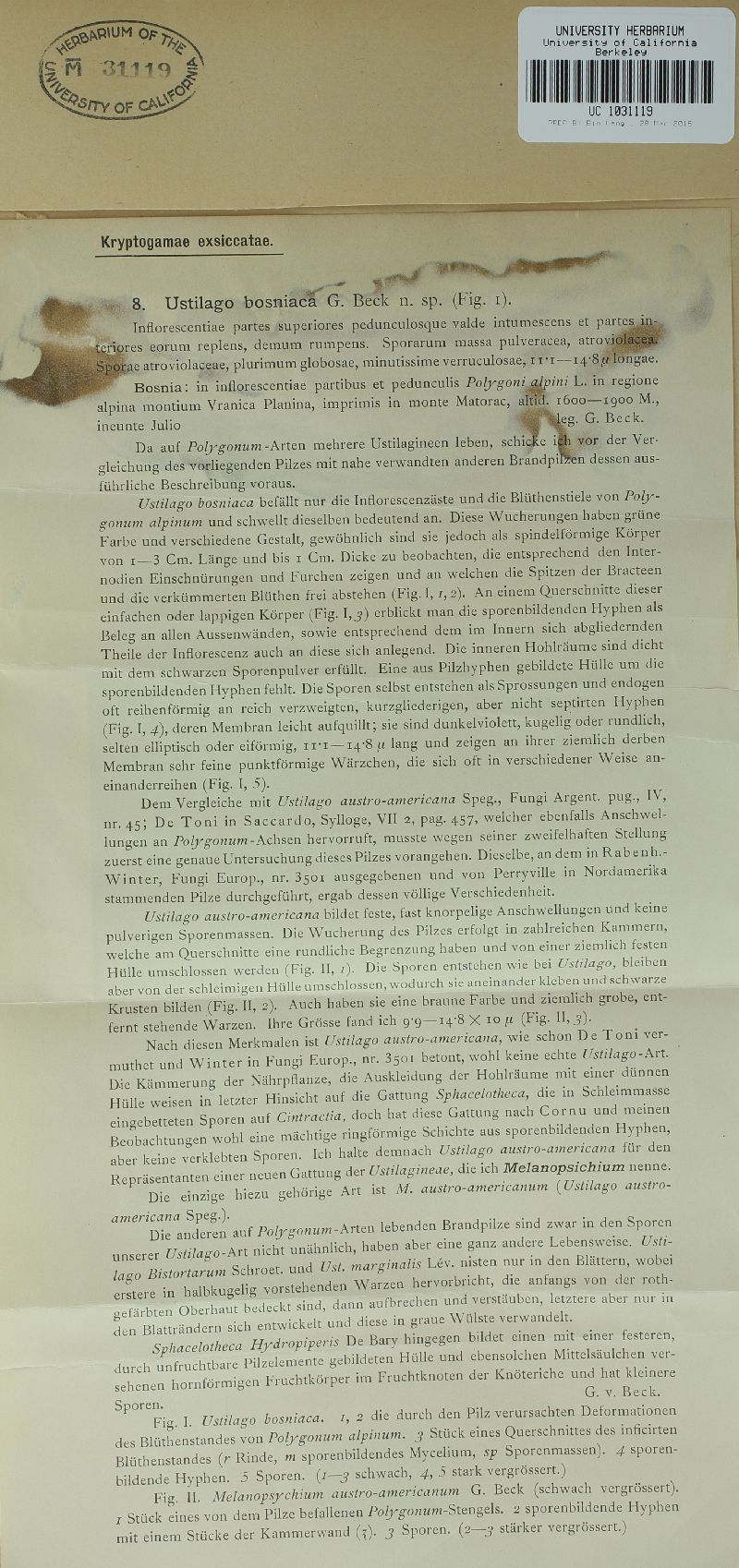 Microbotryum bosniacum image