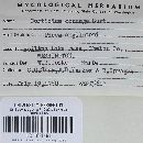 Cylindrobasidium corrugum image