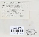 Diplocarpon mespili image