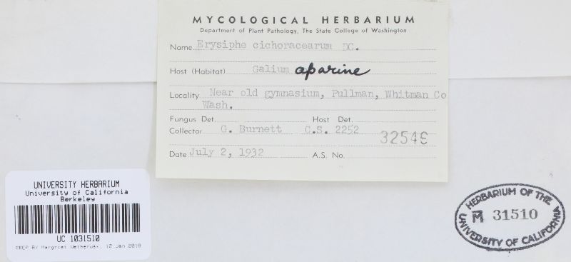 Erysiphe galii image