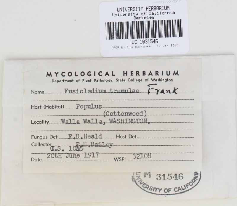 Fusicladium tremulae image
