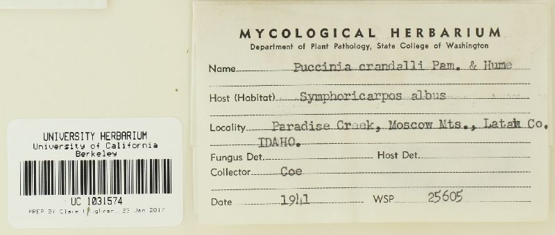 Puccinia crandallii image