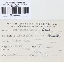 Image of Monilinia gregaria