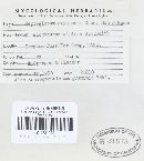 Cheilaria agrostidis image