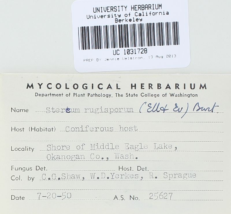 Veluticeps fimbriata image