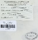 Uromyces viciae-fabae var. viciae-fabae image
