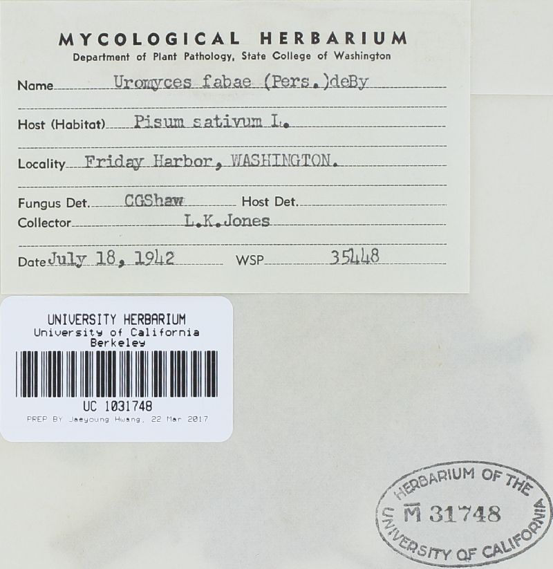 Uromyces viciae-fabae var. viciae-fabae image