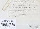 Uromyces trifolii-repentis image