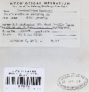 Verticillium lactarii image