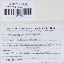 Pseudopeziza medicaginis image