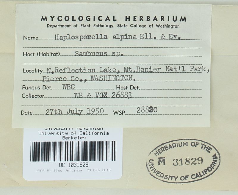 Haplosporella image