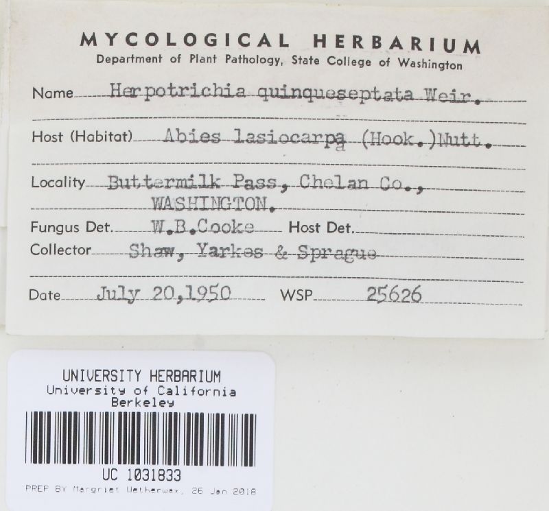 Herpotrichia quinqueseptata image