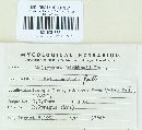 Melampsora paradoxa image