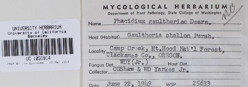 Coccomyces gaultheriae image